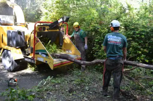 tree services Cimarron Hills